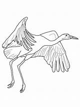Pages Coloring Crane Birds Cranes sketch template