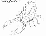 Scorpion Scorpione Colorare Scorpions Scorpioni Disegno Drawingforall Ragni sketch template