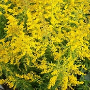 Image result fo' Solidago. Right back up in yo muthafuckin ass. Size: 186 x 185. Right back up in yo muthafuckin ass. Source: www.perryhillnurseries.co.uk