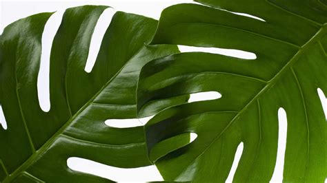 photo green leaf plant botanic growth texture