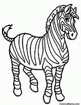 Cebra Zebra Crin Selva Cebras sketch template