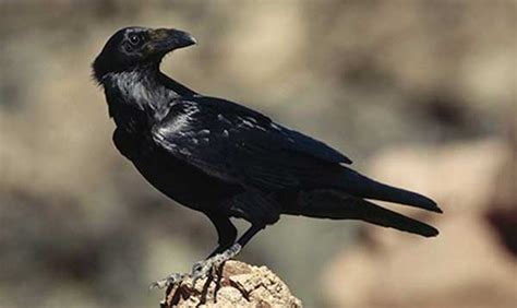 arbroath police   hunt  car attacking raven