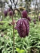 Image result for "fritillaria Formica". Size: 82 x 109. Source: wychwood.garden