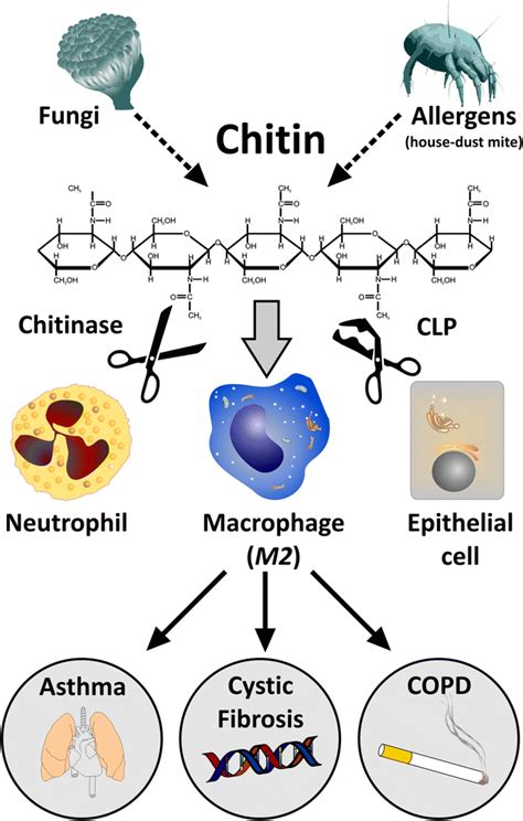 The Role Of Chitin Chitinases And Chitinase Like Proteins In
