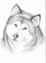 Malamute Alaskan Deviantart Drawings Wallpaper 2010 sketch template