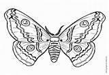 Coloring Moth sketch template