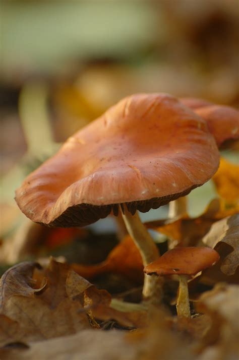 onbekende zwam de zoveelste  unknown mushroom flickr