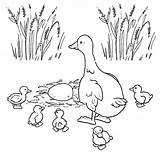 Patito Feo Anatroccolo Brutto Patos Disegni Colorare Patinho Pata Feio Cuento Esperando Nascer Preescolar Canard Colorido Animais Immagini Tudodesenhos Castillo sketch template