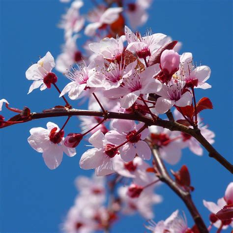 real cherry blossom tree