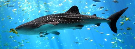 filewhale shark enhancedjpg wikimedia commons