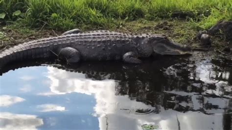 ft alligator  close drone footage youtube