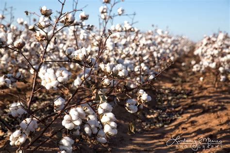 cotton fields lubbock texas cotton photography travlin