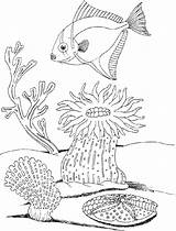 Coloring Underwater Plants Pages Ocean Drawing Life Sea Drawings Getdrawings Color Getcolorings Printable Paintingvalley Adults Popular sketch template
