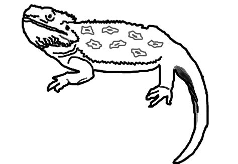 bearded dragon coloring pages dragoart coloring pages