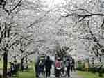 しずかの桜 に対する画像結果.サイズ: 150 x 112。ソース: gomatama55.cocolog-nifty.com