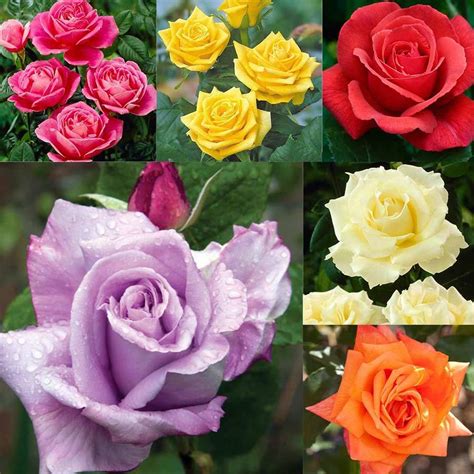 Fragrant Hybrid Tea Roses Express Shop