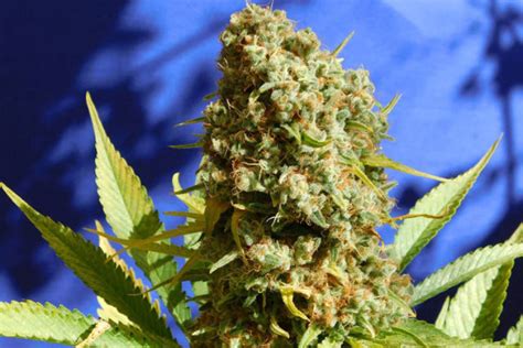 greenside recreational  cannabis strains  high thc