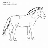 Przewalski Horse Coloring Pages Line Stallion Index Own Color sketch template