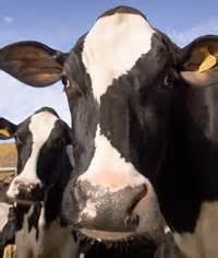 sterling sires  market italian holstein bull semen farmers weekly