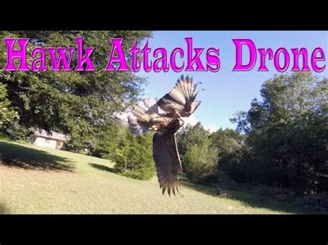 hawk attacks drone youtube