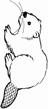 Beaver Beavers Colouring sketch template