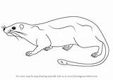Draw Rat Arboreal Animals Drawing Furred Spiny Soft Step sketch template