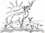 Coloring Pages Hunting Deer Printable Choose Board sketch template