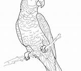 Parrot Coloring Pages Getdrawings sketch template