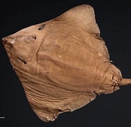 Afbeeldingsresultaten voor "bathyraja Richardsoni". Grootte: 190 x 185. Bron: fishesofaustralia.net.au