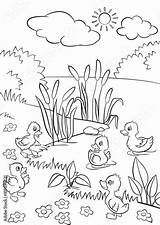 Ducklings Canetons Stand Bushes Nette Reeds Lago Entlein Schwimmen Gras Mignons St2 Freie Ente Bosque Animais sketch template