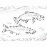 Coloring Pages Salmon Pacific Animals Monkey Ermine sketch template