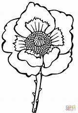 Poppy Papavero Kolorowanki Supercoloring Poppies Kwiat Colorat Kolorowanka Maci Papaveri Amapola Maku Druku Stampare Papaver Desenat Decoloring Disegnare Planse sketch template