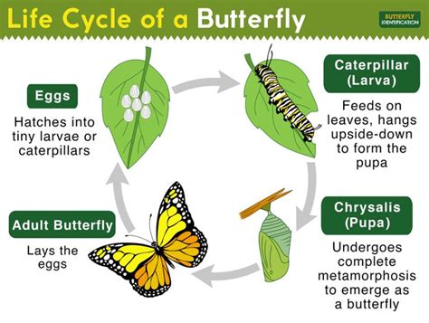 life cycle   butterfly complete metamorphosis  stages life