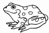 Coloring Amphibian Pages Amphibians Drawing Color Printable Print Clipartmag Related Template Getcolorings Clipart Nice sketch template