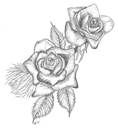 drawings  roses   drawings  roses png images
