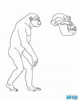 Australopithecus sketch template