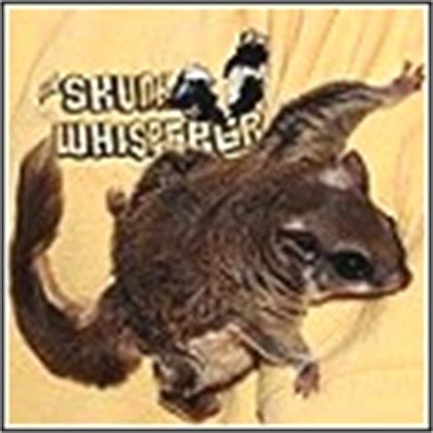 flying squirrel solutions