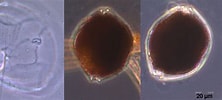 Afbeeldingsresultaten voor "alexandrium Pseudogonyaulax". Grootte: 222 x 100. Bron: www.io-warnemuende.de