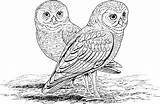 Owl Coloring Pages Printable Owls Adults Kids Realistic Hard Burrowing Color Print Animal Animals Mosaic Barn Adult Difficult Colouring Sheets sketch template