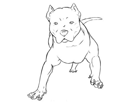 pitbull drawings clip art library