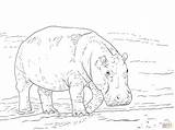 Hippopotamus Ippopotamo Pygmy Hipopotamo Realistic Aussie Hippopotames Stampare Pigmeo Dentistmitcham sketch template