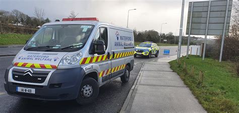 waterford news star waterford animal welfare assist gardai  van transporting dogs stopped