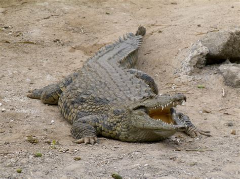 filecrocodylus crocodile krokodil jpg