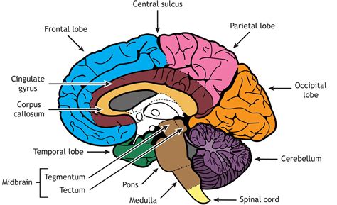 brain structure differentiation introduction  neuroscience