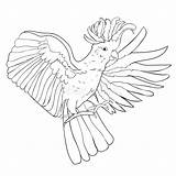Cockatoo Flying Vector Coloring Wings Illustration sketch template