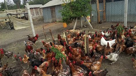 poultry farming  kenya kuroiller  breed youtube