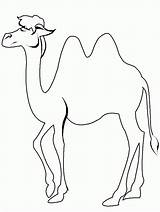 Kameel Kleurplaten Kamelen Dieren Kleurplaat sketch template