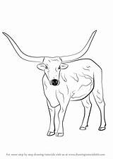 Longhorn Draw Cattle Step Drawing Animals Drawingtutorials101 Drawings Cow Coloring Farm Steer Horse Longhorns Bull Tutorials Pages Learn Horns sketch template