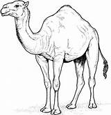 Camel Coloring Camels Pages Craft Printable sketch template