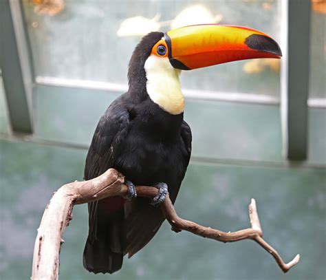 pictures  information  toco toucan